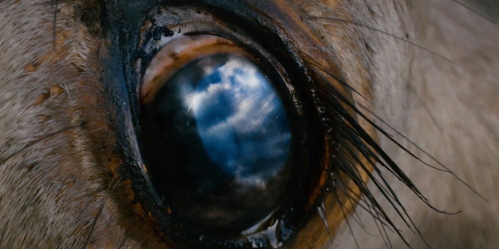 Close-up image of a dead cow's eye.