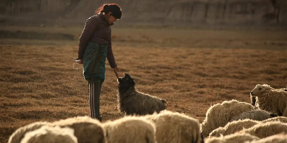 still from Road of Prayer film of woman standing in field with sheep