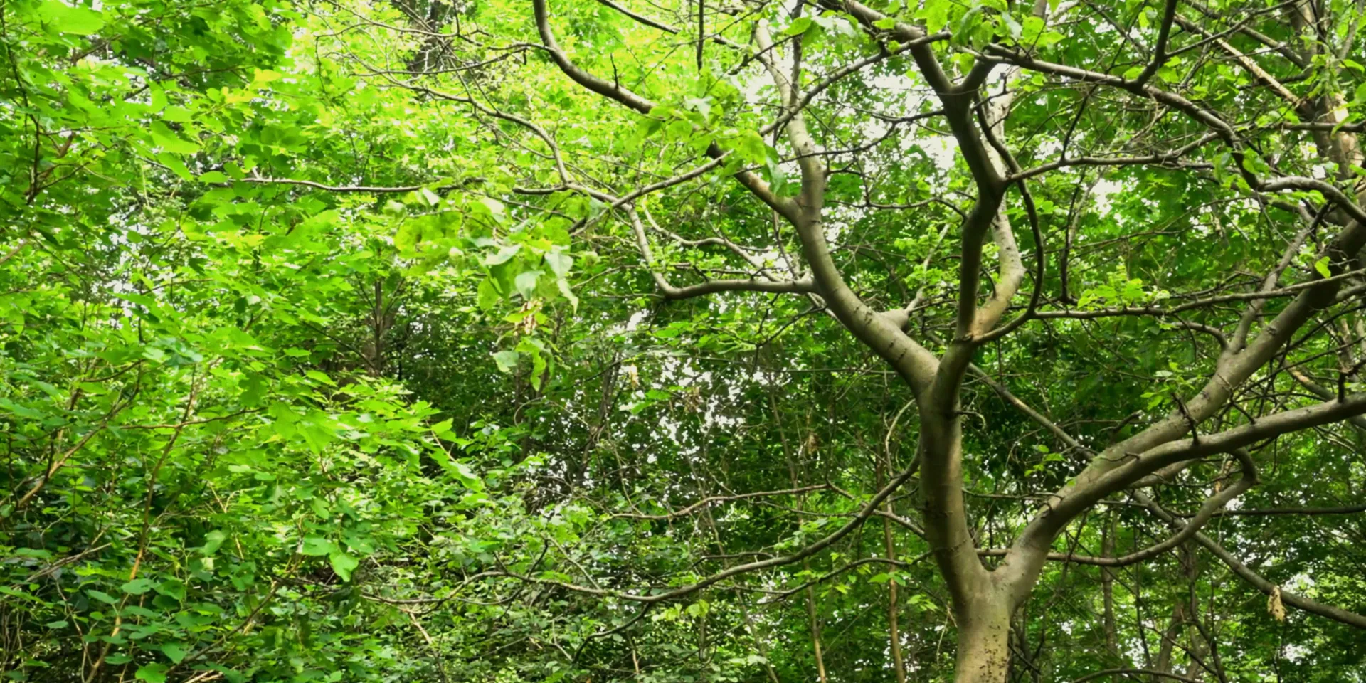 sprawling tree branches with green leaves