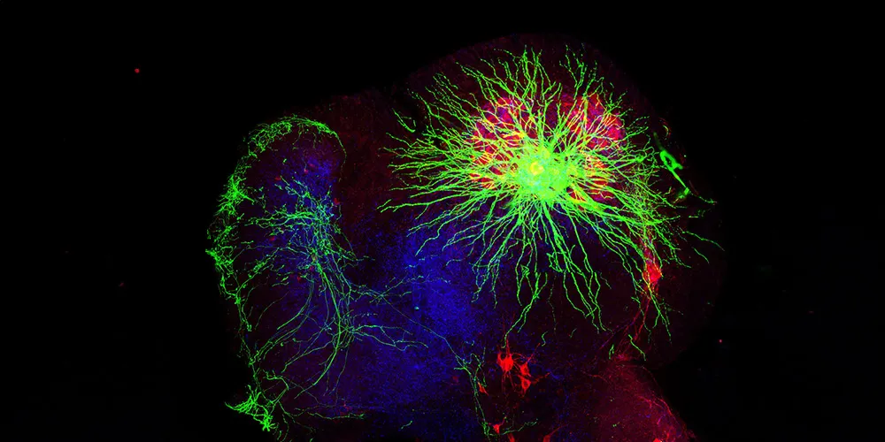 Motor neurons, which give the body the ability to move. Credit: D. Ng and N. Balaskas / Columbia University's Zuckerman Institute.