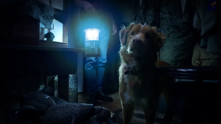 a dog stands in a dark room