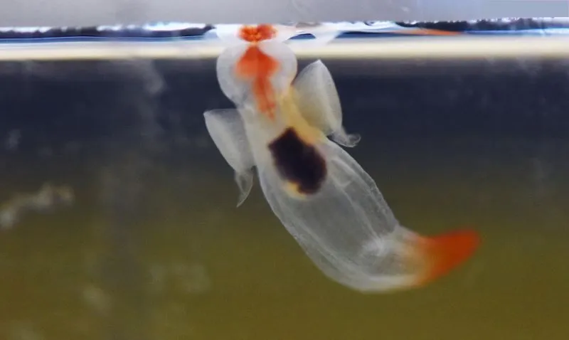 white and orange translucent sea life