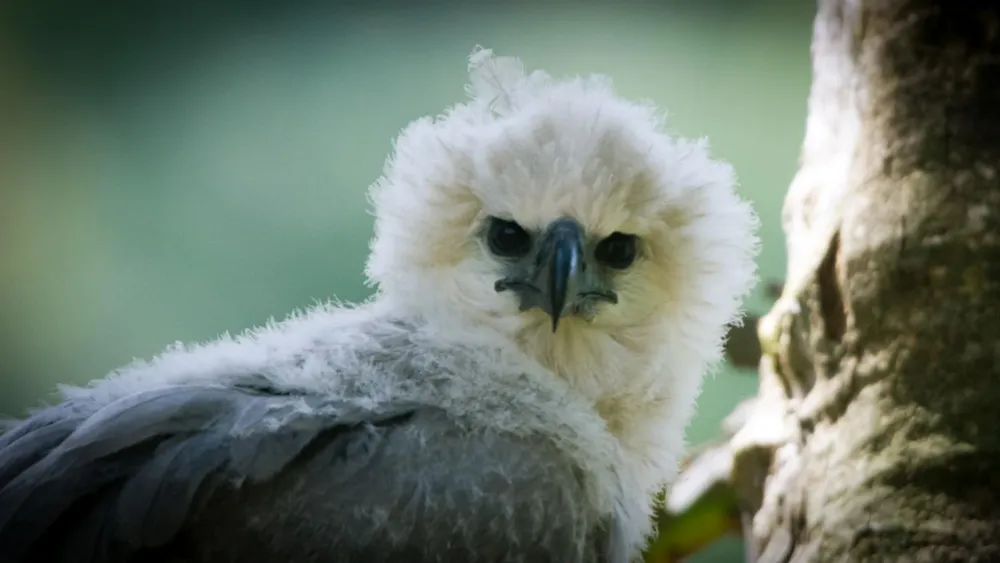 bird with sharp beak
