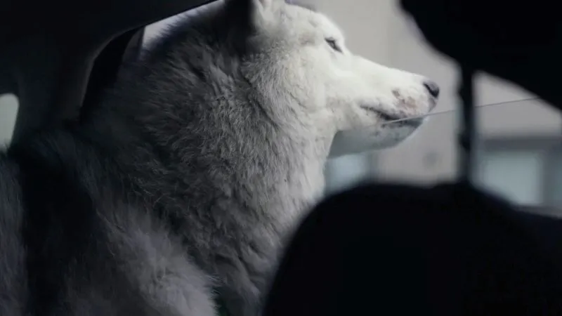 Grey husky dog looking out a car window