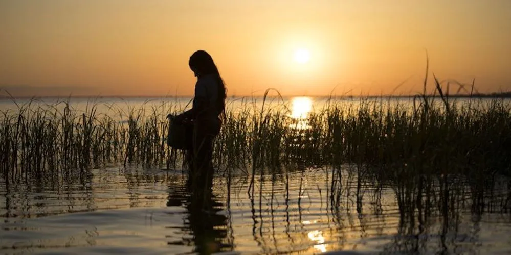 Silhouette of a person in a marsh