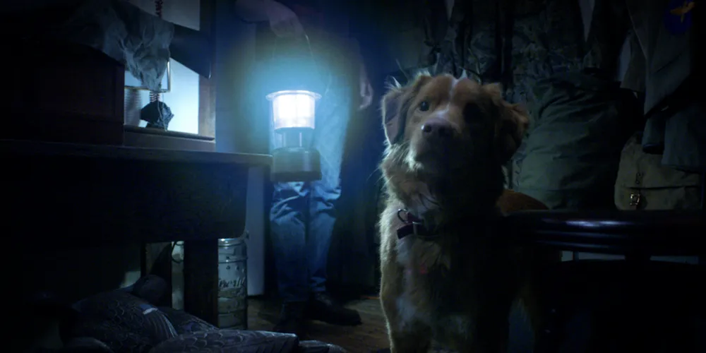 Dog looks into the distance if front of a person with lantern.