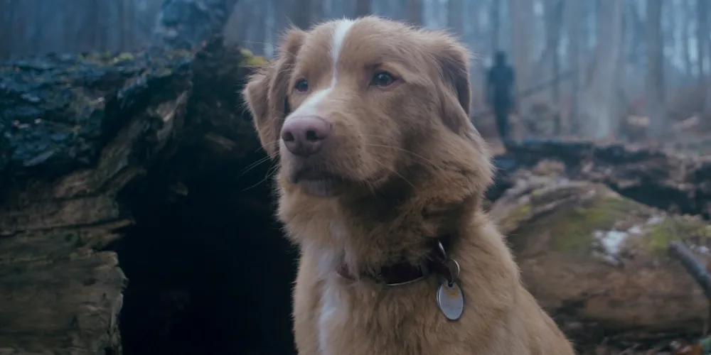 Dog sits in a forest. 