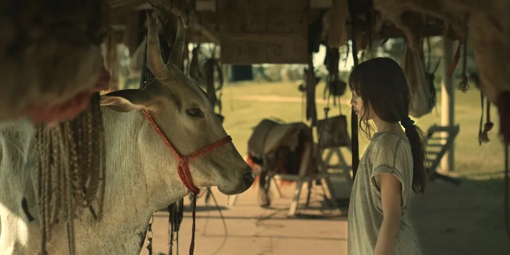 A small girl stands across from a cow