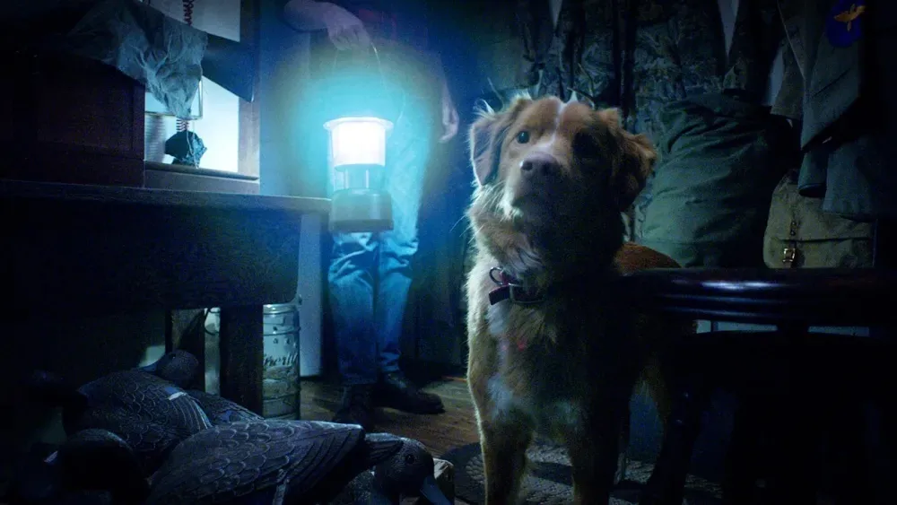 Dog look quizzically in a dark room. 