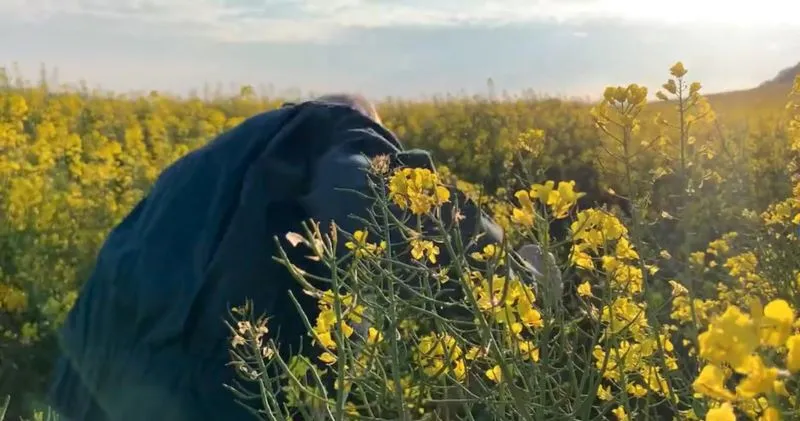 Person in a field of tall yellow flowering plants