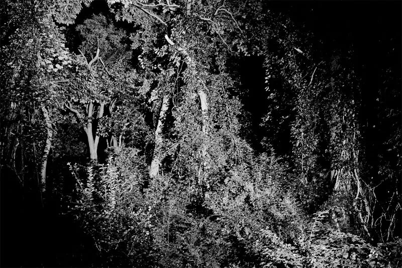black and white photo of woods and plant growth