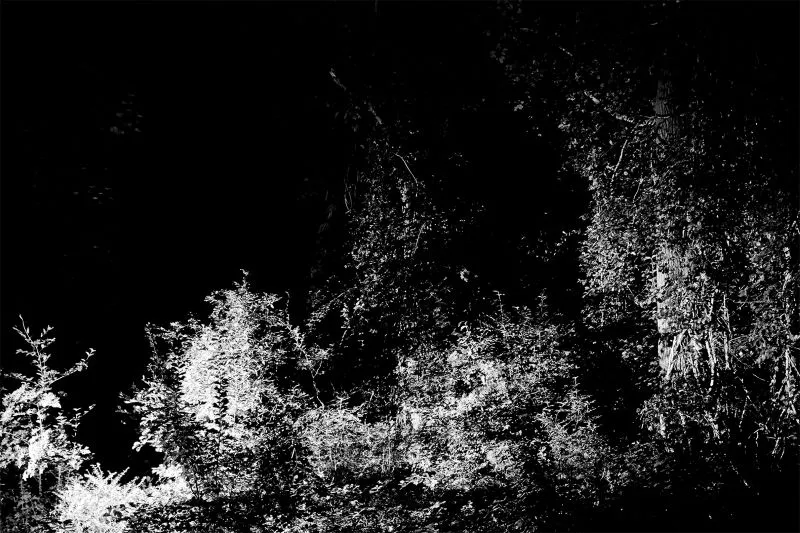 black and white photo of woods and plant growth