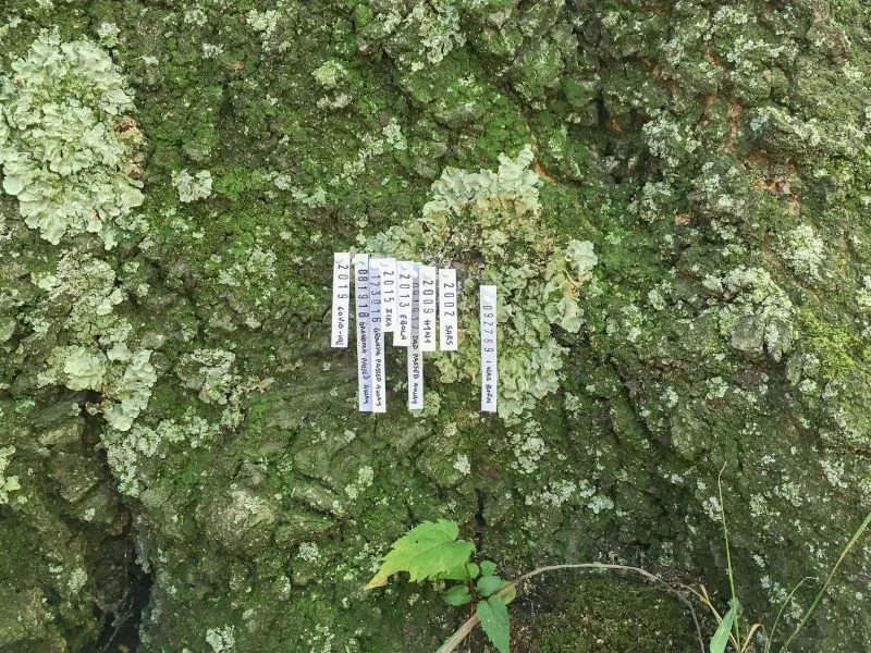 Pinned labels on tree trunk