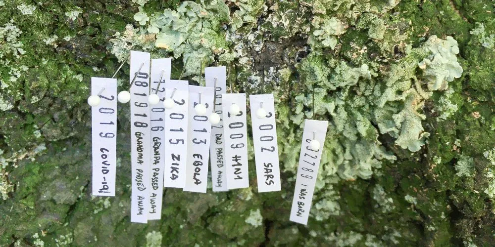 Pieces of paper pinned to a tree trunk covered in lichen