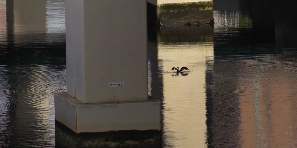 Still from "a tiny place that is hard to touch" by Shelly Silver

