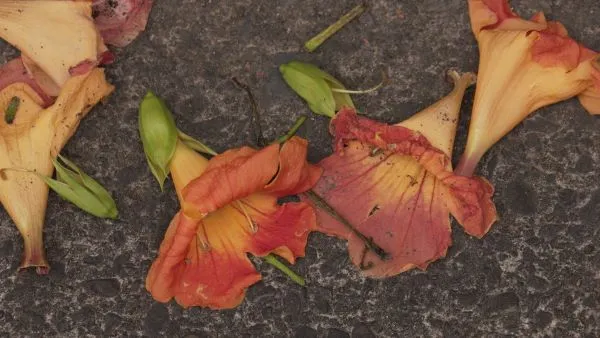  Still from "a tiny place that is hard to touch" by Shelly Silver
