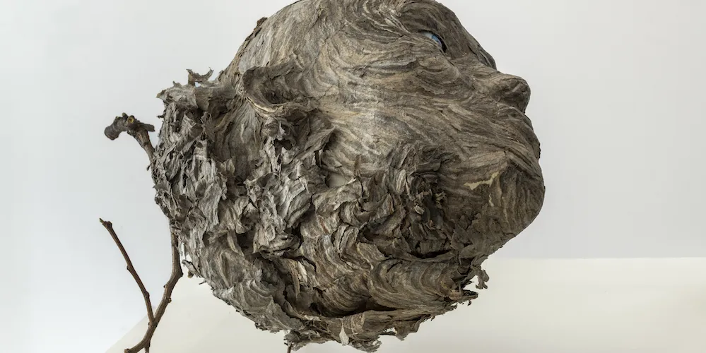 Valerie Hammond, ‘Nest,’ (12½ x 13 x 11 inches, Hornet's nest, Japanese paper, twigs, and glass, 2022). Photo credit: Cary Whittier; Courtesy Planthouse gallery.