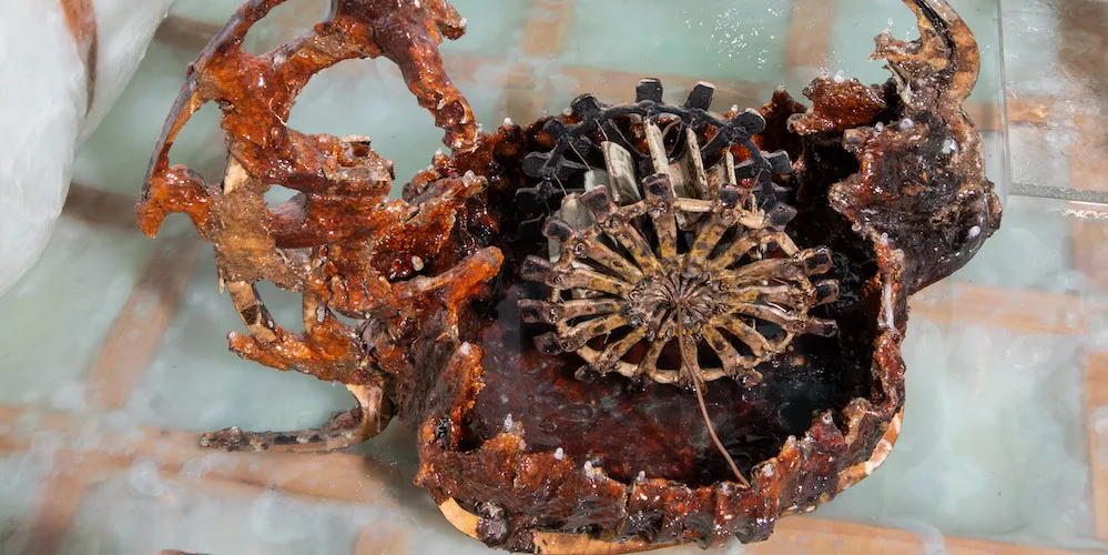 Sasha Fishman, 'When it’s humid I melt,' (18 x 23 x 15 in, reishi mycelium, firewood, rye, wood, mold, epoxy resin, 2023, detail)