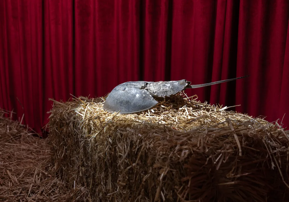 adorned horseshoe crab atop straw hay, surrounded by red curtains