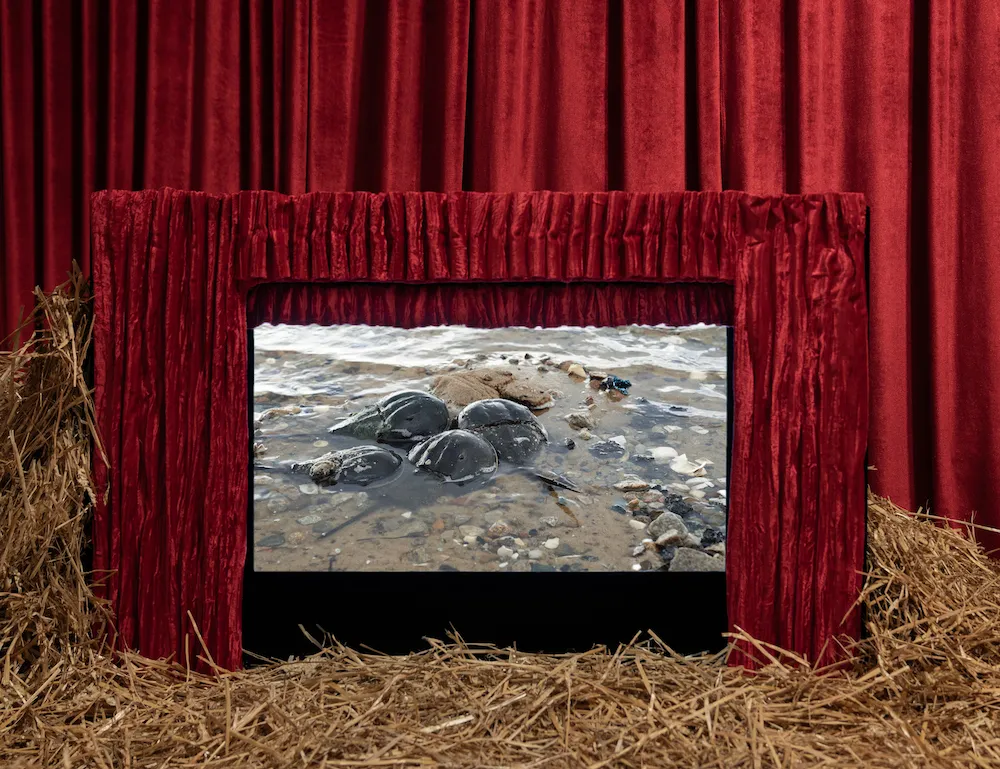 video installation surrounded by red curtains