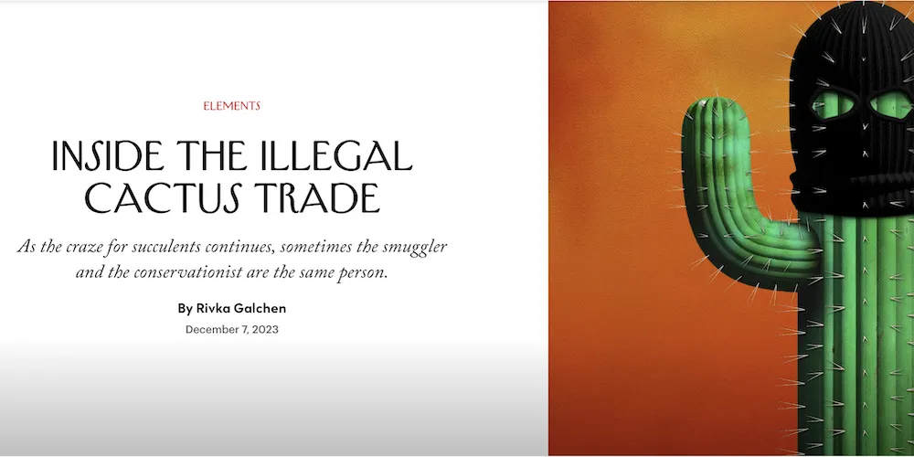 Inside the Illegal Cactus Trade, cactus on orange background