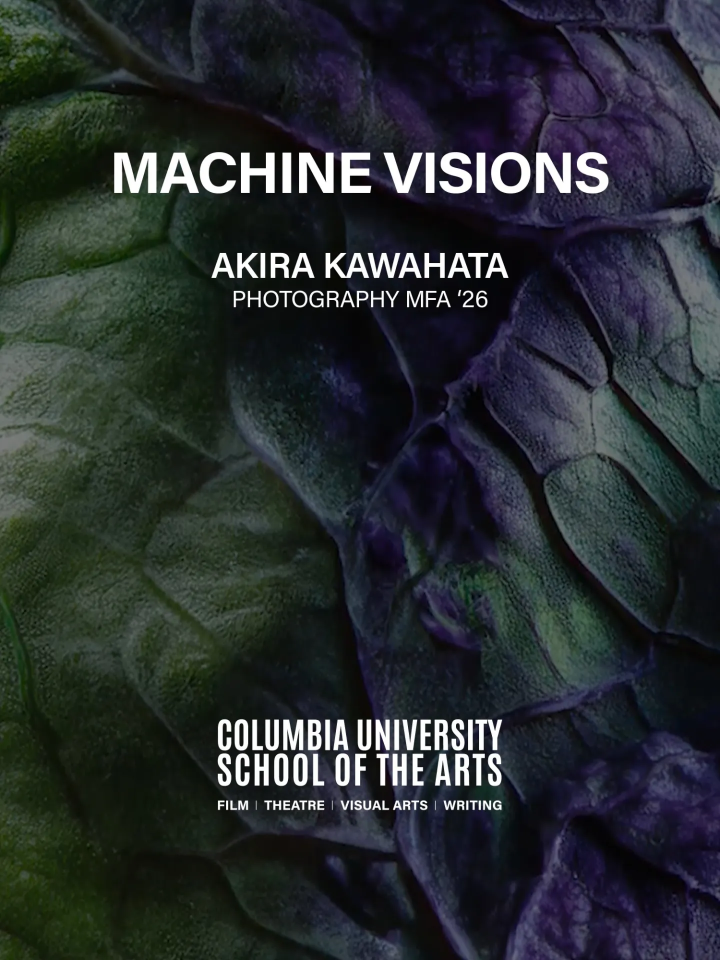 close up image of a green and purple cabbage skin