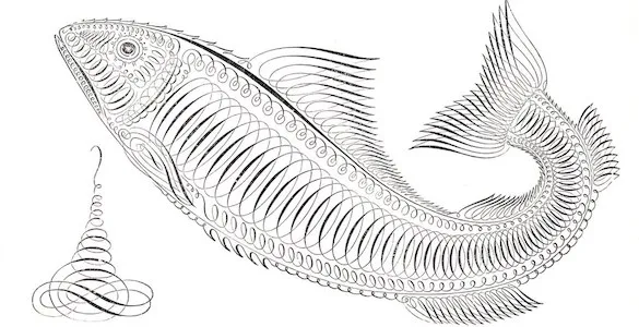 Fish drawing