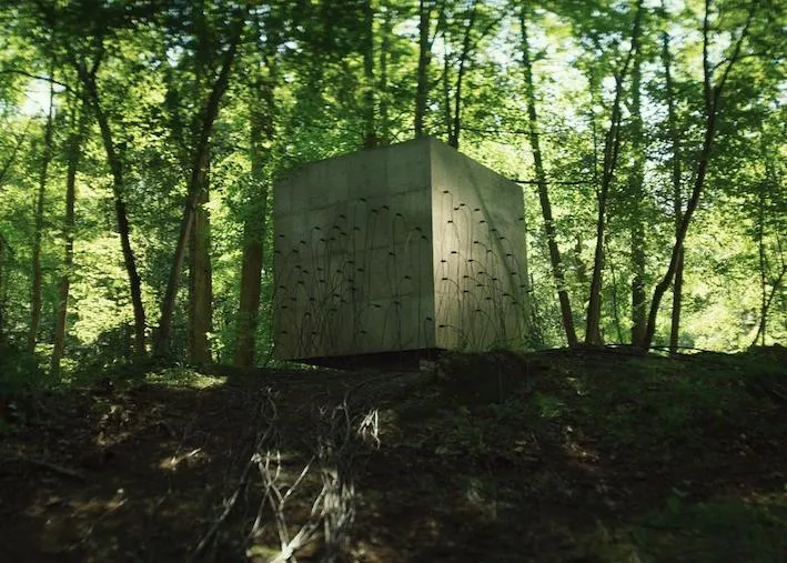 A forest scene