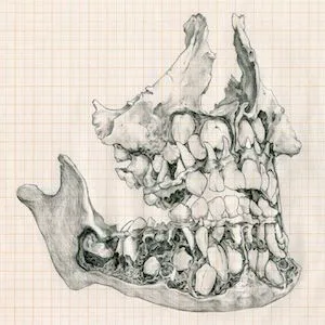 Drawing of skeleton skull with teeth