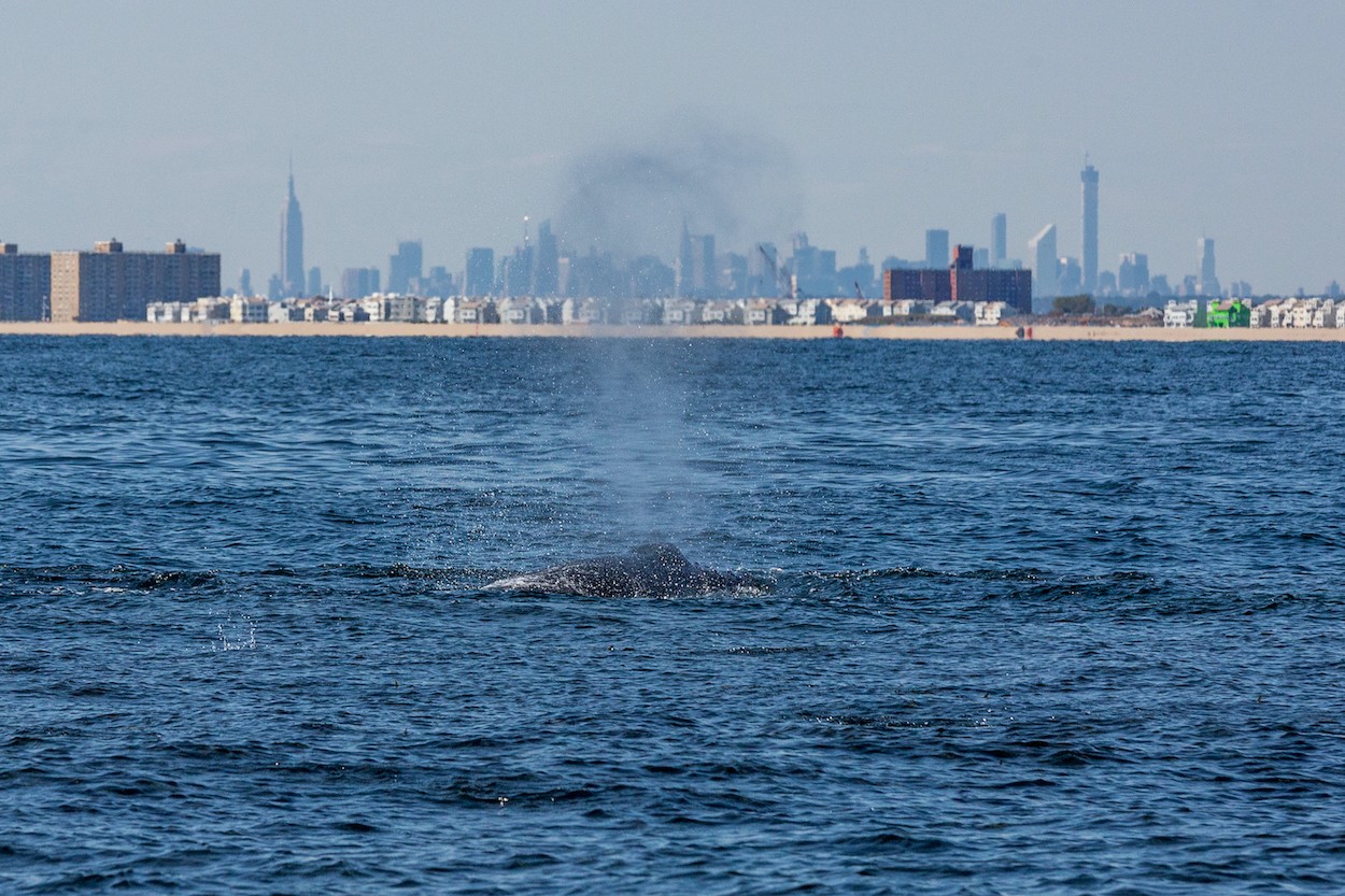 whale in hudson river harbor
