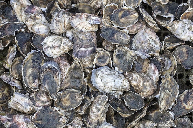 oysters