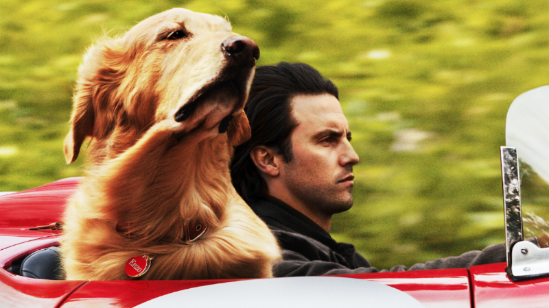 Man and dog in convertible car