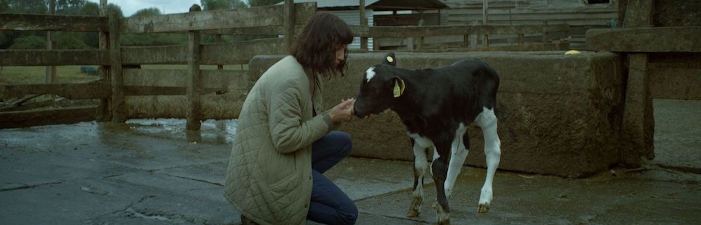 A woman crouches to pet a baby cow