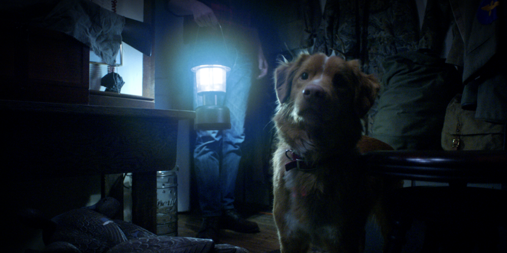 Dog looks into the distance if front of a person with lantern.