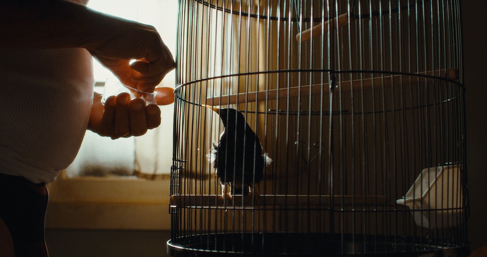 Close up of a bird in a cage and a hand, feeding the bird. 