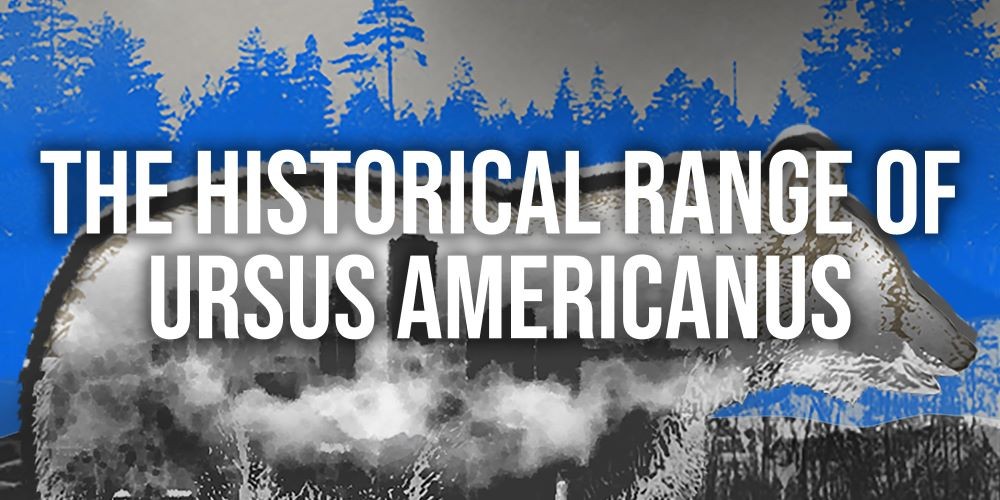 'The Historical Range of Ursus Americanus' promotional image