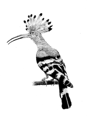 Illustration of a Eurasian Hoopoe