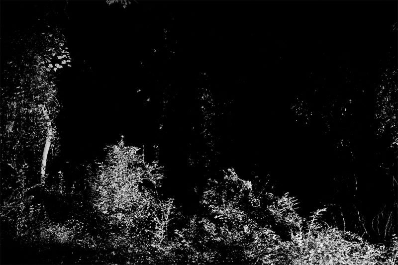 black and white photo of woods and plant growth