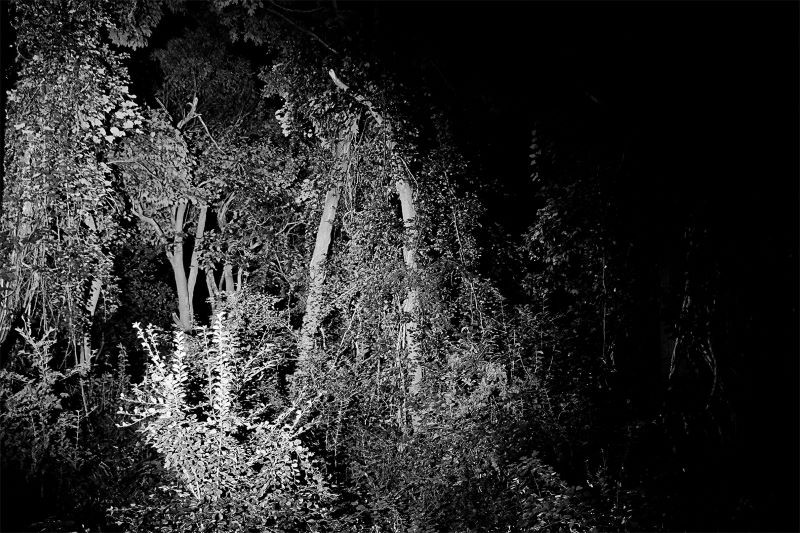 black and white photo of woods and plant growth