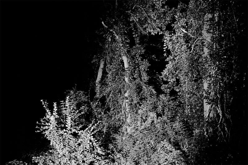 black and white photo of woods and plant growth