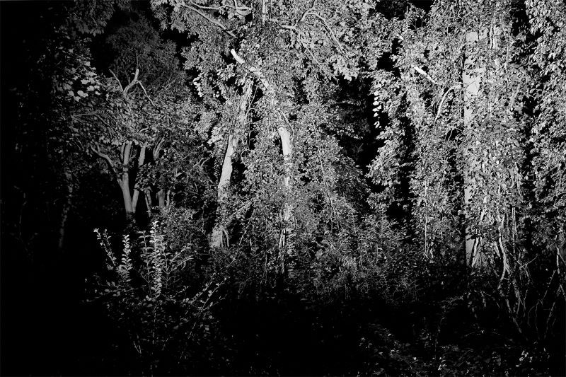 black and white photo of woods and plant growth