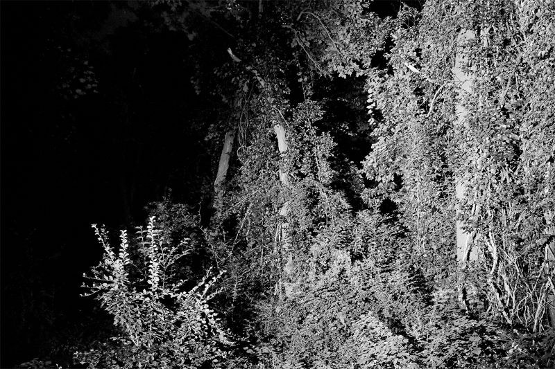 black and white photo of woods and plant growth