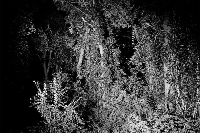 black and white photo of woods and plant growth