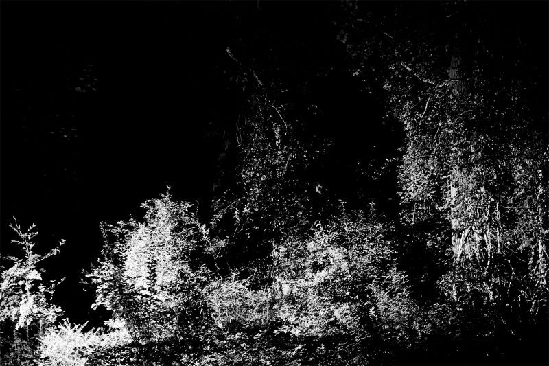 Heiss! #5, 2020, Gelatin Silver Print, 8x10 inches black and white photo of woods and plant growth
