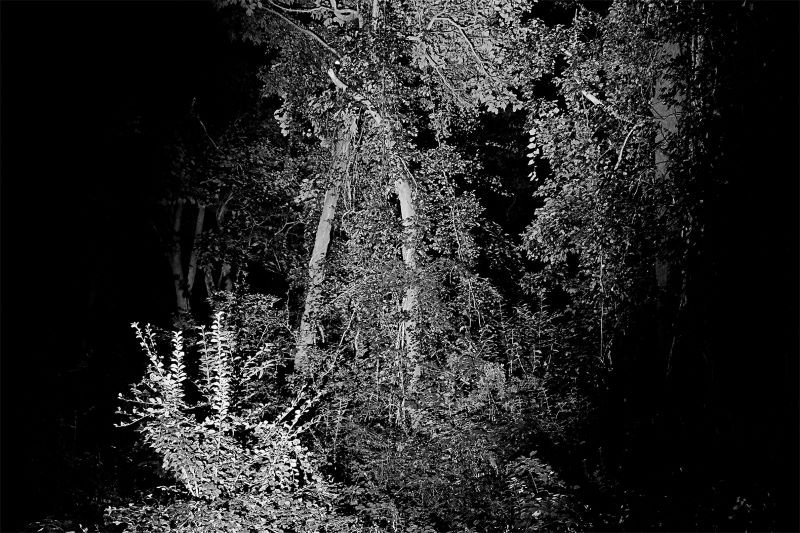 black and white photo of woods and plant growth
