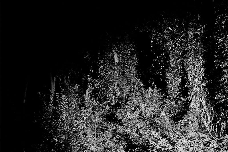 black and white photo of woods and plant growth