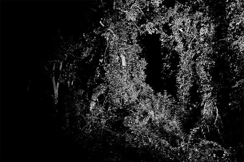 black and white photo of woods and plant growth