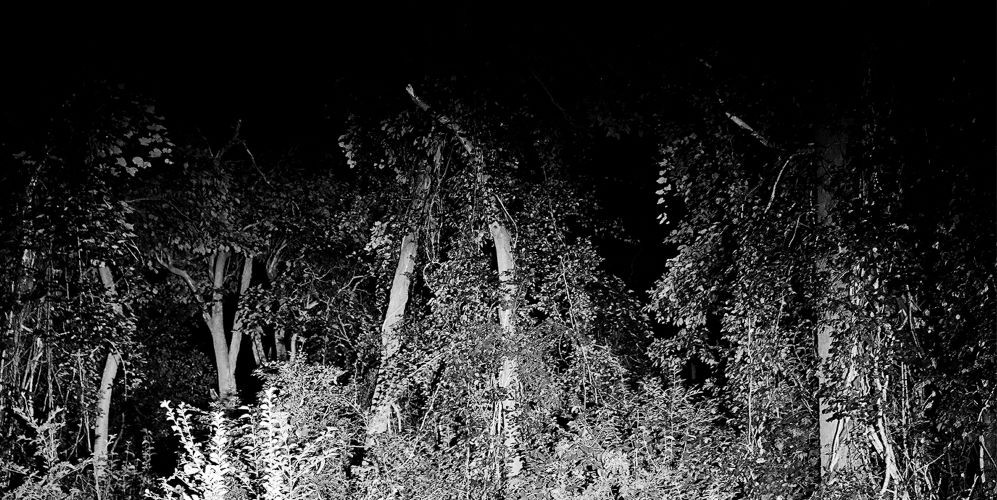 black and white photo of woods and plant growth