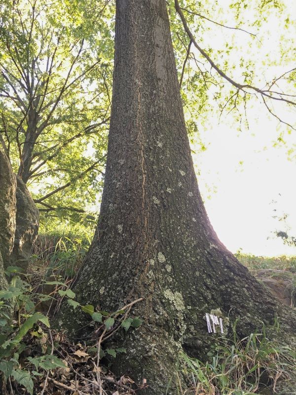Large tree with pinned labels at base of trunk