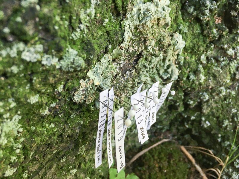 Pinned labels on tree trunk